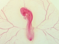 Embryo image